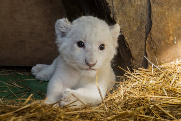 istock White South African lion cub 903815208
