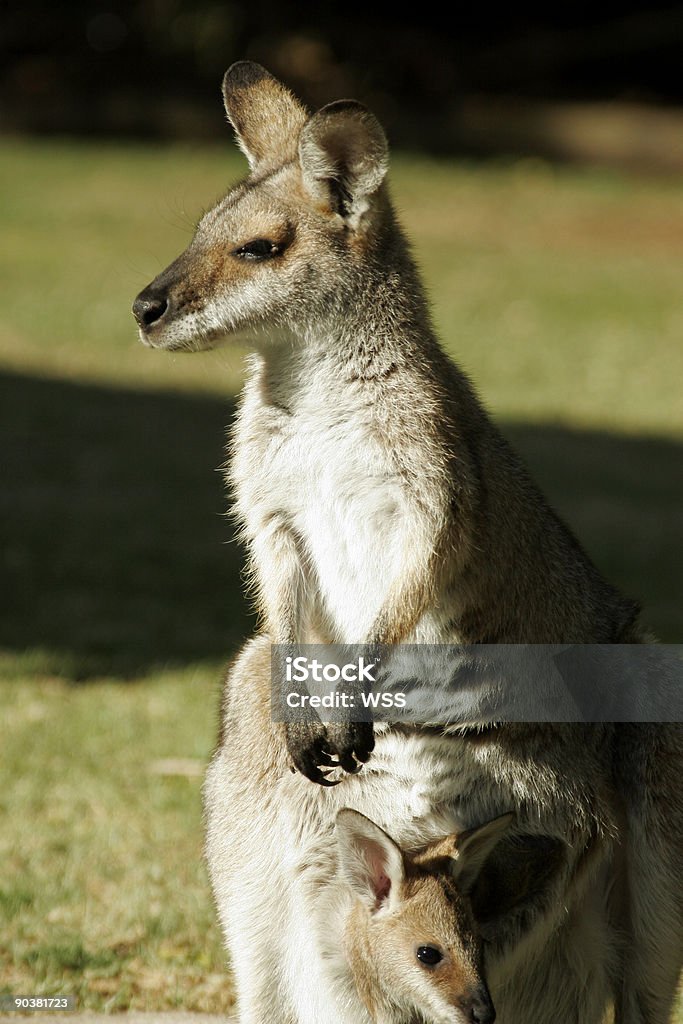 Kangur gazes do sun - Zbiór zdjęć royalty-free (Australia)