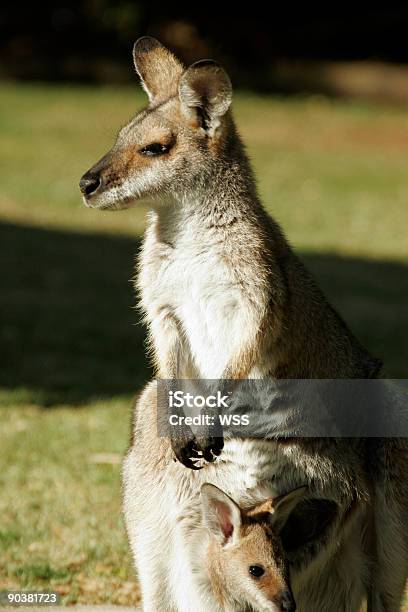 Kangur Gazes Do Sun - zdjęcia stockowe i więcej obrazów Australia - Australia, Australijski Outback, Bez ludzi