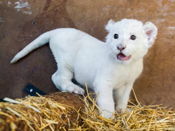 istock White South African lion cub 903817496