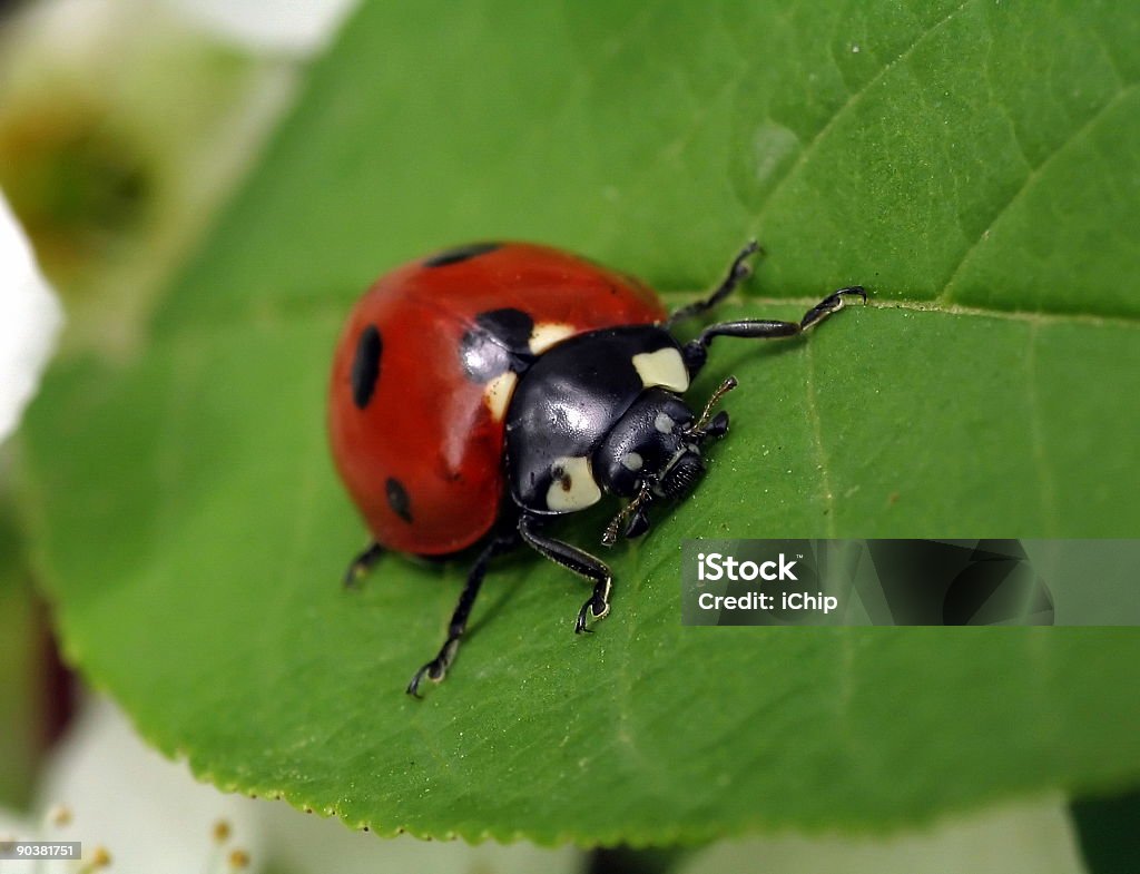 ladybug  Adult Stock Photo