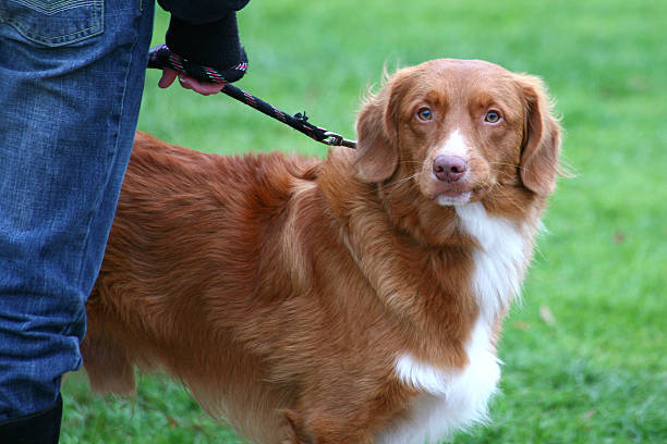 istock Nova Scotia Duck Tolling Retriever 90381753