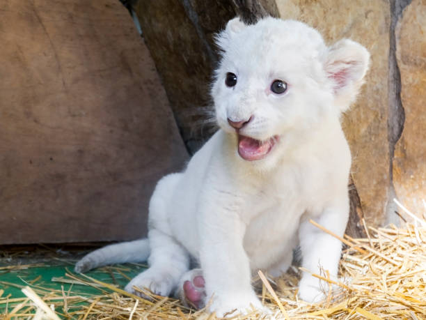 istock White South African lion cub 903817608