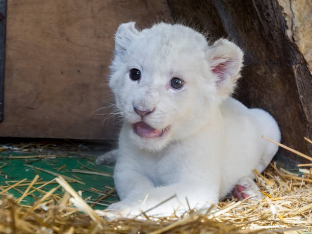 istock White South African lion cub 903817756