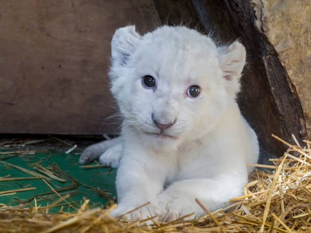 istock White South African lion cub 903817884