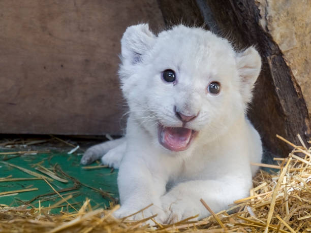 istock White South African lion cub 903818032