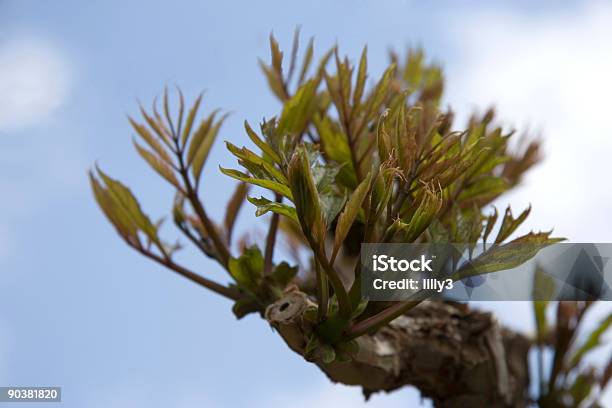 Plano Aproximado De Uma Grapevine - Fotografias de stock e mais imagens de Agricultura - Agricultura, Ao Ar Livre, Arbusto