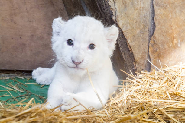 istock White South African lion cub 903818276