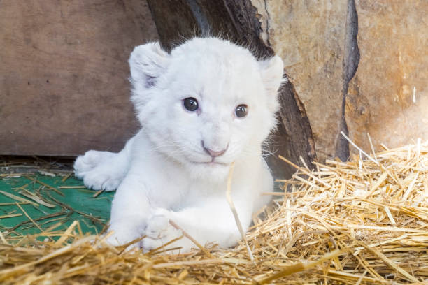 istock White South African lion cub 903818454
