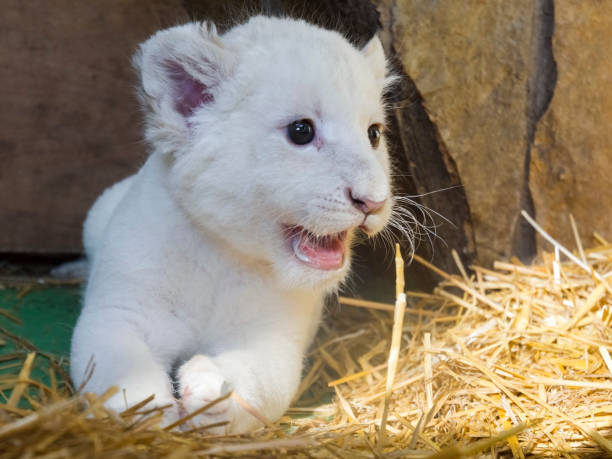 istock White South African lion cub 903818926