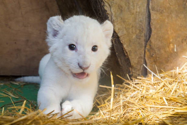 istock White South African lion cub 903819080
