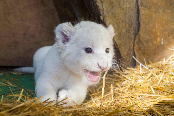 istock White South African lion cub 903819294