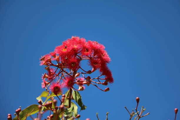 istock Eucalyptus branch with red flowers in Sydney, Australia 903819894
