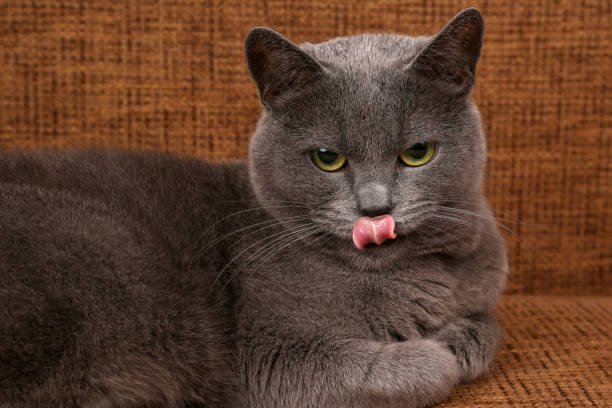 istock resting grey cat with tongue hanging out 903820222