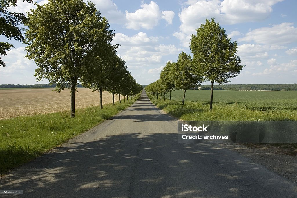 Baum-Gasse in schönen Frühling Landschaft - Lizenzfrei Asphalt Stock-Foto