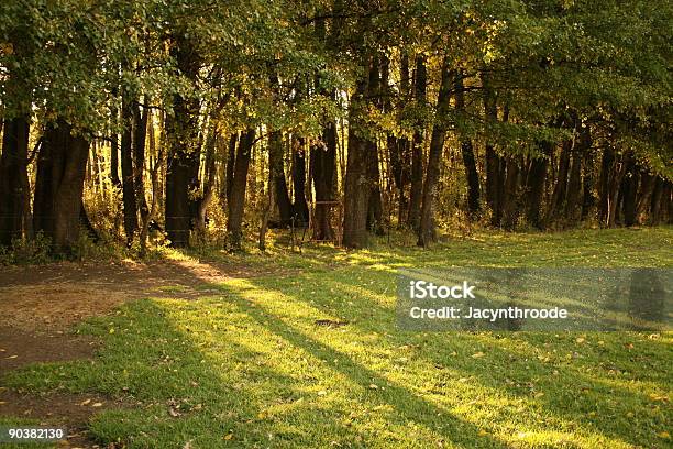 Floresta De Clareira - Fotografias de stock e mais imagens de Ao Ar Livre - Ao Ar Livre, Cena Não Urbana, Cena Rural