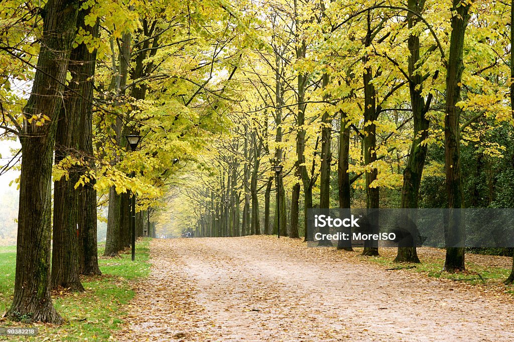 Herbst Blätterdach Country Road lebhaften Farben - Lizenzfrei Gedeihend Stock-Foto