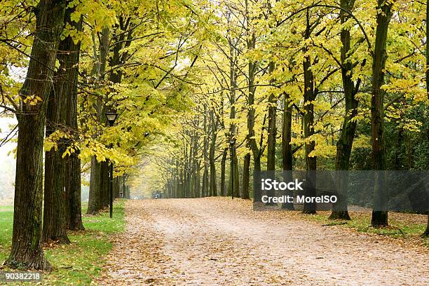 Herbst Blätterdach Country Road Lebhaften Farben Stockfoto und mehr Bilder von Gedeihend - Gedeihend, Straßenverkehr, Vergangenheit