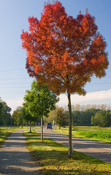 arbre automne rouge - autumn street single lane road tree photos et images de collection