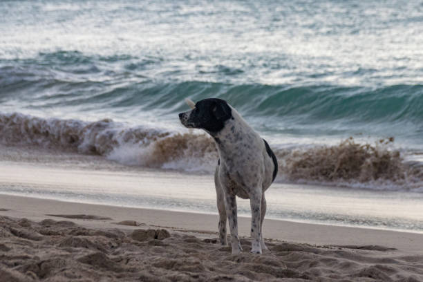 istock Dog on the beach at sunset 903829790