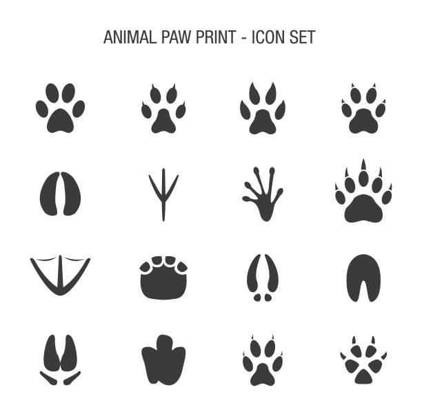 ilustrações de stock, clip art, desenhos animados e ícones de animal paw print icon set - bird footprint