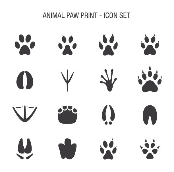 набор значков для печати лап животных - animal track stock illustrations