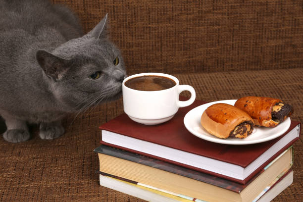 istock grey cat sniffing a white Cup of black coffee 903837060