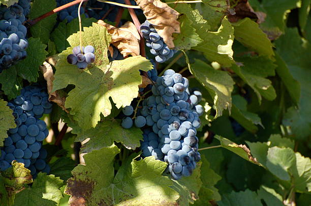 Grape Harvest stock photo