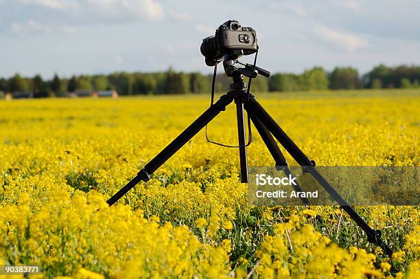 Foto Câmera Profissional - Fotografias de stock e mais imagens de Ao Ar Livre - Ao Ar Livre, Campo agrícola, Cor preta