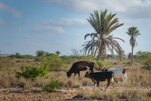 istock Cows and Cattle Egret walking along a sand path to water 903838066