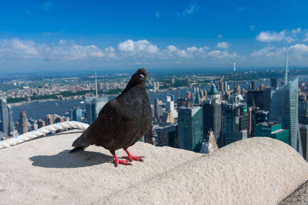 istock Pigeon sitting up on the skyscraper 903838474