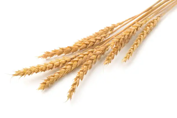 Photo of Wheat ears