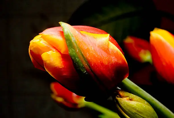 Photo of Red Tulip