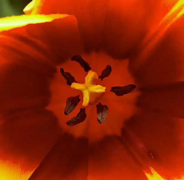 Photo of Red tulip closeup