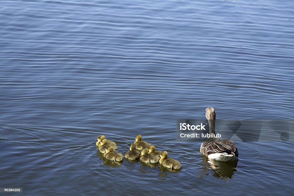 회색기러기 8개 신생아 goslings in Lyngby 호수, 덴마크. - 로열티 프리 갓 태어난 동물 스톡 사진