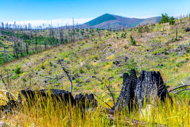 Stumps burnt trees after a fire .
