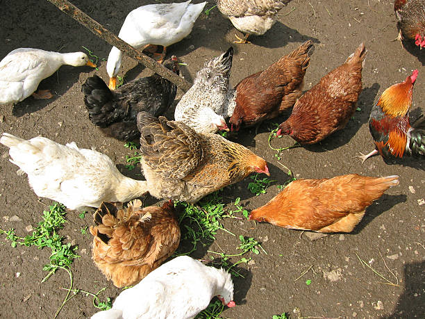 alimentazione uccelli nazionali - chicken friendship three animals color image foto e immagini stock