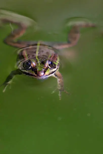 Photo of swimming frog