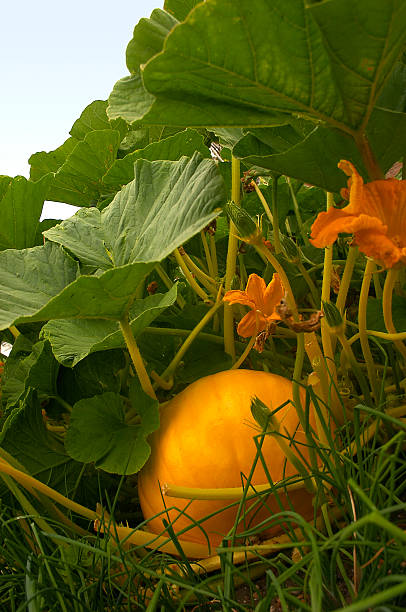 calabaza en el jardín - leafes fruit orange leaf fotografías e imágenes de stock