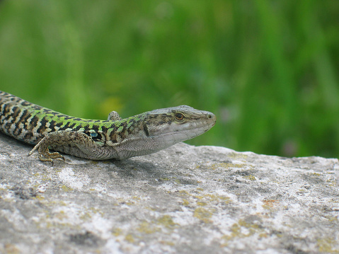 Macroshot of an Italian wall lizard (podarcis sicula). Shot in Naples, Campania.