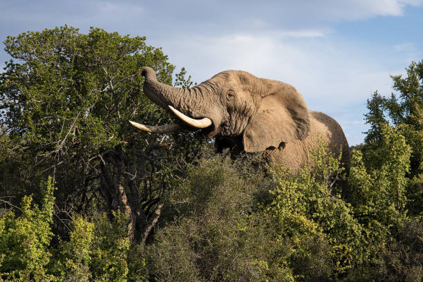 zbliżenie słoni w parku narodowym addo elephants, republika południowej afryki - addo south africa southern africa africa zdjęcia i obrazy z banku zdjęć