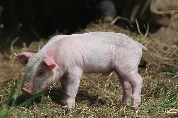 Baby Pig stock photo