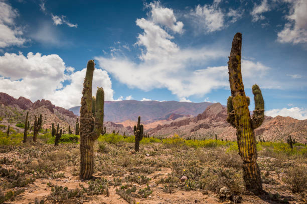 istock Tilcara, Jujuy - Argentina 903846382