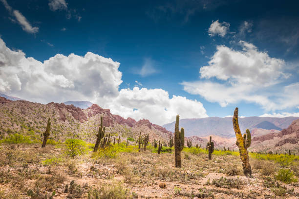 The cardon cactus (Echinopsis atacamensis) (cardón) is a species of cactus from Chile, Argentina and Bolivia. The wood of this species can be used in building and in making furniture. Tilcara is a town in Jujuy province in northern Argentina. It lies in the dramatic Quebrada de Humahuaca mountain valley