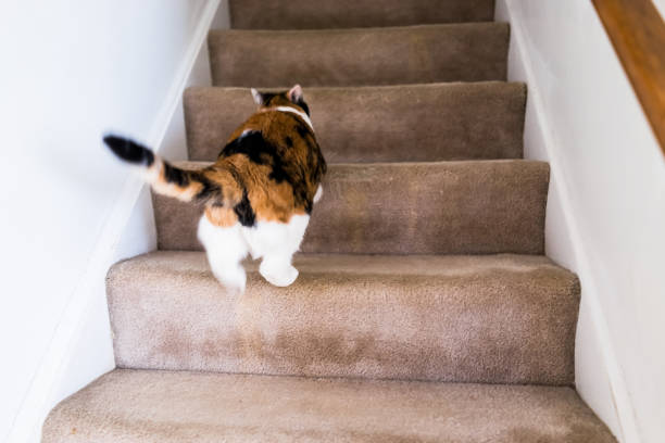 istock Calico white and ginger cat running up carpet stairs inside indoor home 903847586