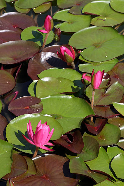 waterlily - lillypad lily water lily water stock-fotos und bilder