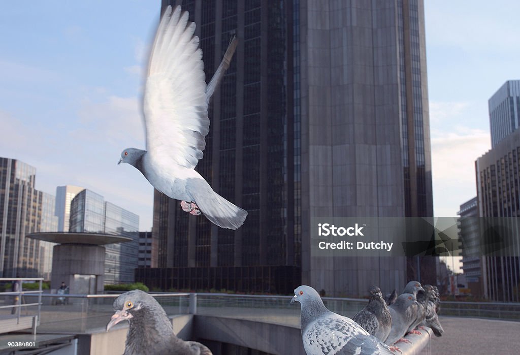 Pigeons at 'La Defense'  Architecture Stock Photo