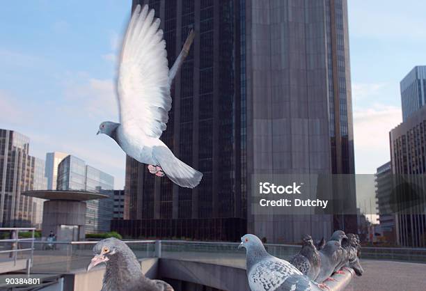 Pigeons At La Defense Stock Photo - Download Image Now - Architecture, Bird, Dove - Bird