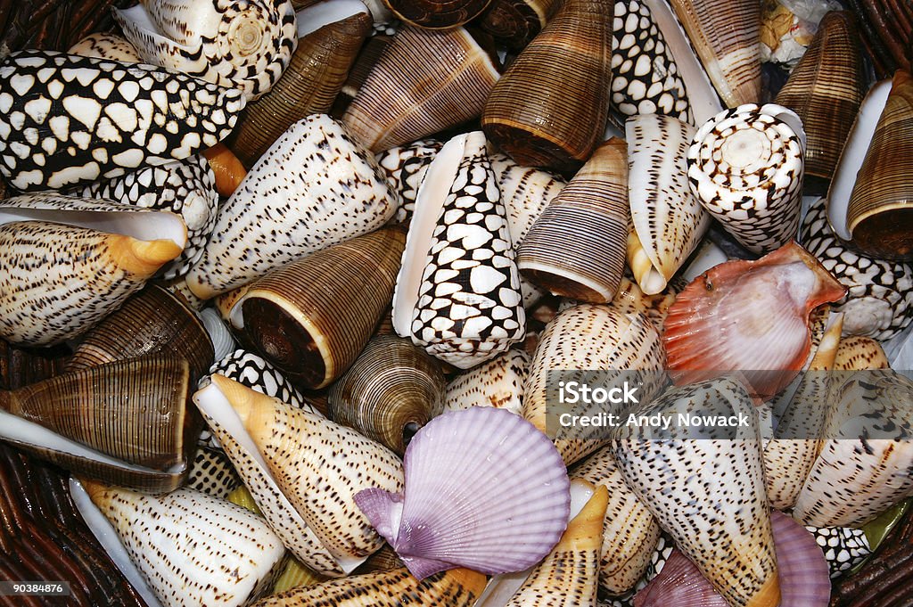 snails and shells collection of snails and shells; shot from above Animal Shell Stock Photo