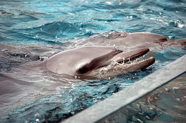 istock Dolphins at side of aquarium tank 90384970